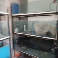 اکواریوم سالنی|ماهی|برخوار, |دیوار