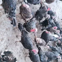 مرغ وخروس وبوقلمون