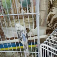 مرغ عشق سالم و اماده|پرنده|تهران, بیسیم|دیوار