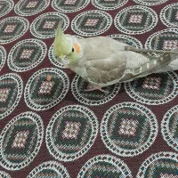پرنده عروس هلندی|پرنده|قرچک, ولی آباد|دیوار
