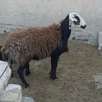 خرید میش بره فقط جوان