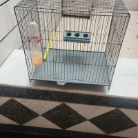 قفس تک خوان پرنده