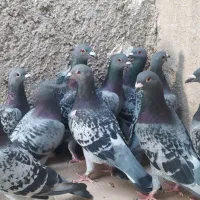 بیست کبوتر پلاکی