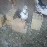کفتر سینه سفید