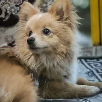 سگ پامر روباهی|سگ|کرمانشاه, |دیوار