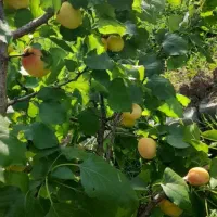باغچه روستای دیزیجان ۶۷۰متر|فروش خانه و ویلا|قم, حکمت شمالی|دیوار