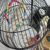 عروس هلندی جفت|پرنده|قم, زند آباد|دیوار