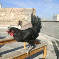 فروش خروس محلی اصل