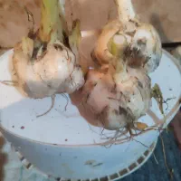 موسیر