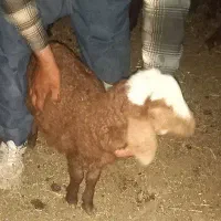 بره شیری