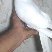 کبوتر سفید تهرانی و زاغ آبادانی