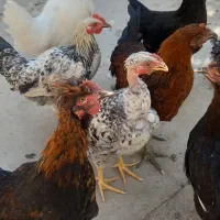 جوجه خروس و مرغ نژاد دار