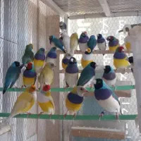 فنچ گلیدین ونرگسی