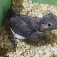 عروس هلندی - سرلاکی - دونخور - سخنگو|پرنده|اسلام‌شهر, شهرک مهدیه|دیوار