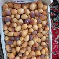 رطب برحی