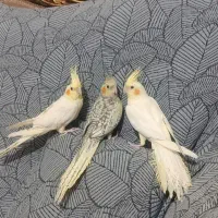 جوجه عروس هلندی