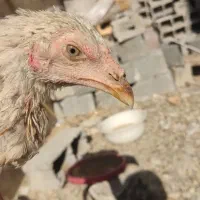 لاری|حیوانات مزرعه|کامیاران, |دیوار