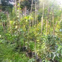 نهال مرکبات تامسون و نارنگی و خونی و...|گل و گیاه طبیعی|مرزیکلا, |دیوار