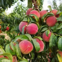 فروش چند قطعه باغ بار بده پل زمانخان|فروش زمین و ملک کلنگی|خمینی‌شهر, |دیوار