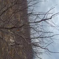 دنبال کار جمع کردن هرس درختان هستم