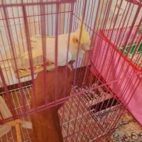 عروس هلندی نر آماده دستی شدن|پرنده|صدرا-فارس, فاز ۱|دیوار