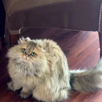 گربه اسکاتیش بسیار اصیل ماده دو ساله