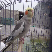 عروس هلندی نرخوش صدا