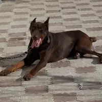 سگ دوبرمن بلوط اروپایی