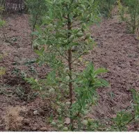 فروش صنوبر و‌گردو و بادام یارانه ای در نهالستان|خدمات باغبانی و درختکاری|کوهدشت, |دیوار