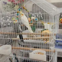 عروس هلندی نر و ماده جوان