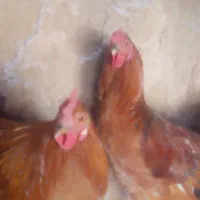 روده خروس زیبا|حیوانات مزرعه|سرایان, |دیوار