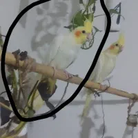 ماده لوتینو معاوضه با ماده اماده