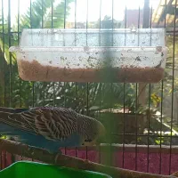 مرغ عشق|پرنده|لاهیجان, بازکیاگوراب|دیوار