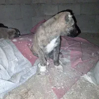 واگذاری توله خراسانی|سگ|فریمان, |دیوار