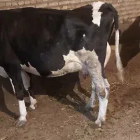 گاو شیری جوان درجه یک  گوساله ندارد|حیوانات مزرعه|سراب, |دیوار