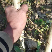 نهال صنوبر|خدمات باغبانی و درختکاری|صوفیان, |دیوار