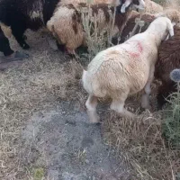 فروش13بره نر