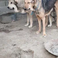 سگ پژدر عراقی