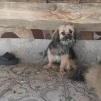 حیوانات خانگی واگزاری