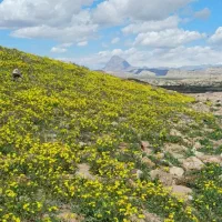 کرم ضد آفتاب( اصل  ویتابلا ایتالیا )