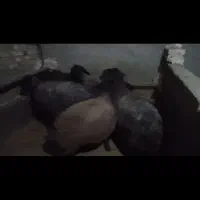 گوسفند جوان