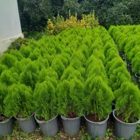 فروش گل و گیاه