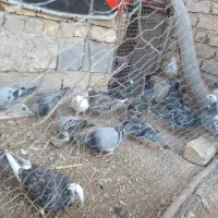 کفتر پلاکی|پرنده|مرودشت, نقش رستم|دیوار