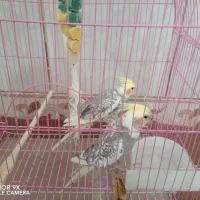 یک جفت عروس هلندی سخن گو و رام