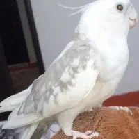 عروس هلندی گم شده