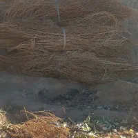 ۵ دسته جارو  بسته ای ۱۰۰