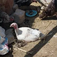 جوجه بوقلمون فروشی