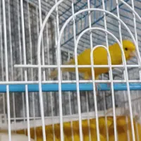 قناری سرخ و زرد|پرنده|لامرد, |دیوار