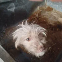 سگ زینتی|سگ|آران و بیدگل, |دیوار