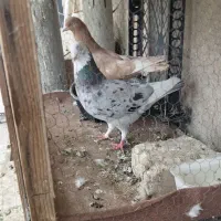 کفتر شازده سرور و زرد خال سیاه